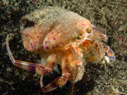 Hermit crab & cloak anemone.
Isle of Lewis muck dive.
D... by Mark Thomas 